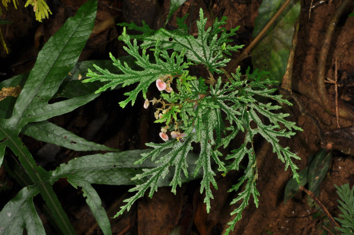 B. incisa